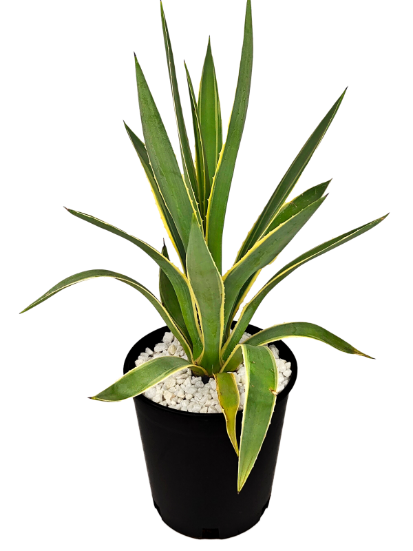 Agave angustifolia v. marginata - Narrow Leaf Agave Online Hot Sale