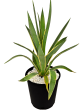 Agave angustifolia v. marginata - Narrow Leaf Agave Online Hot Sale