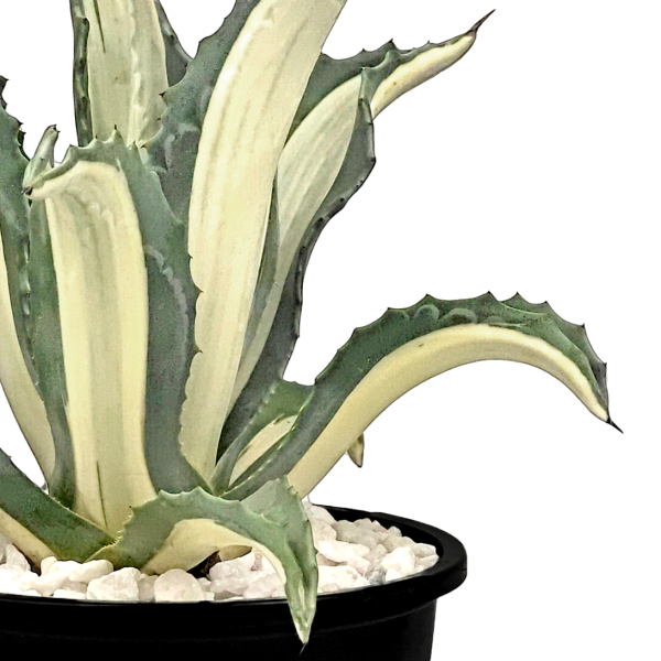 Agave a. medio-picta  alba  - White-Striped Century Plant For Discount