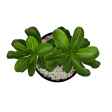 Adenium obesum - Desert Rose For Sale