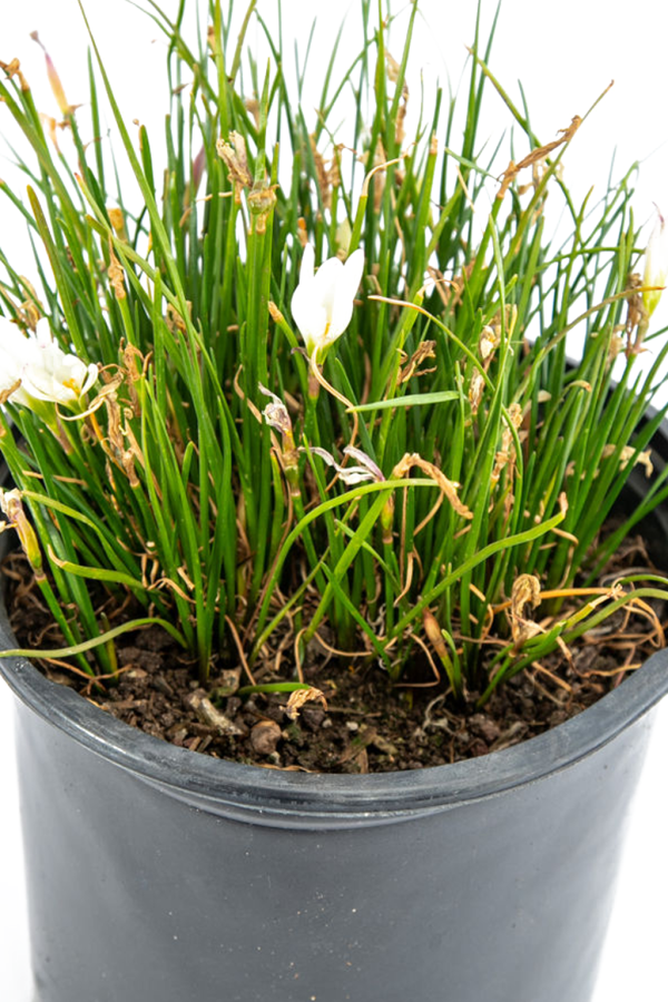 Zephyranthes candida - White Rain Lily Cheap