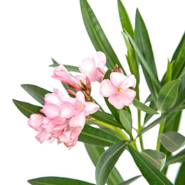 Nerium Oleander Hot on Sale