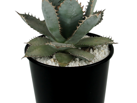 Agave titanota  Lions Mane  Online now