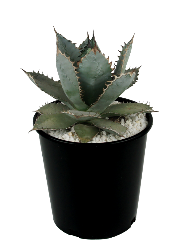 Agave titanota  Lions Mane  Online now