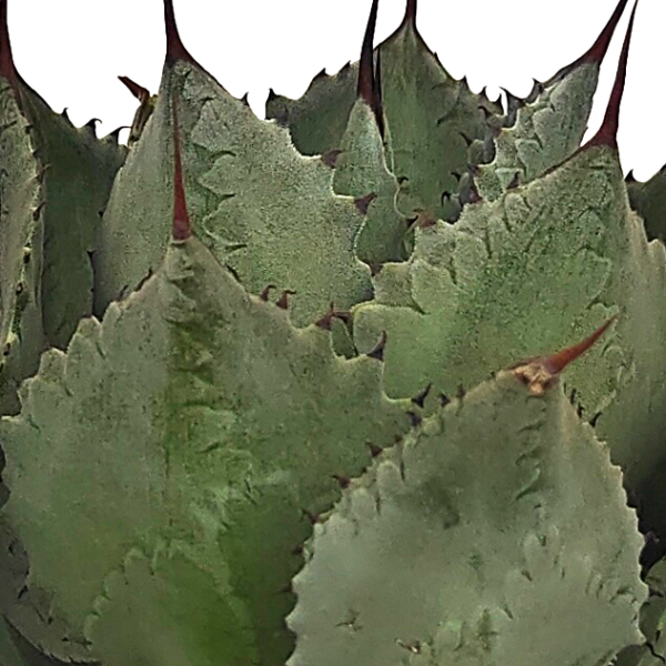 Agave potatorum - Butterfly Agave Online