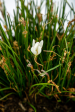 Zephyranthes candida - White Rain Lily Cheap