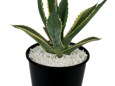 Agave salmiana variegated Fashion