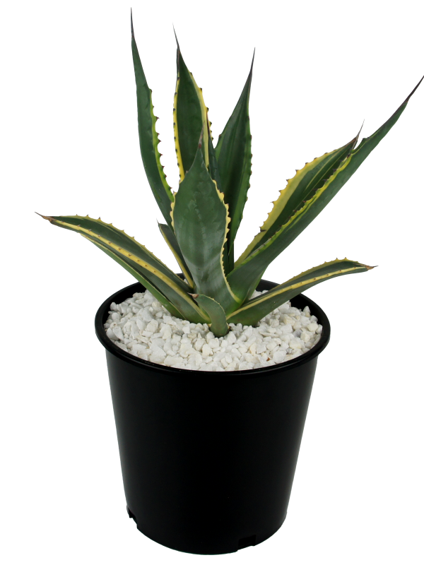 Agave salmiana variegated Fashion