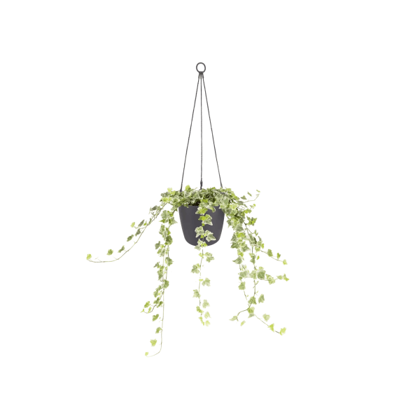 Elho Brussels Hanging Basket Online Sale