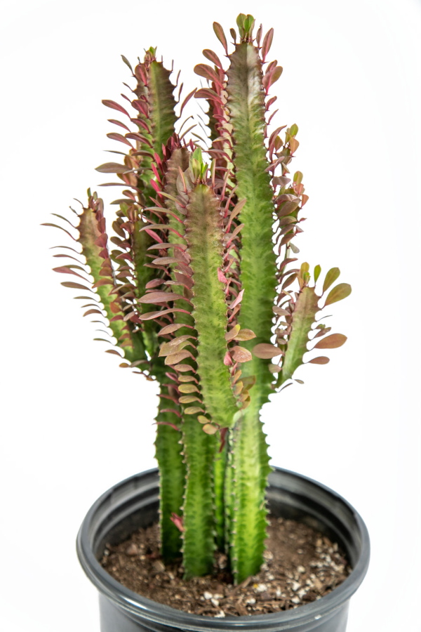 Euphorbia trigona  rubra  - Ruby Red Trigona Cheap