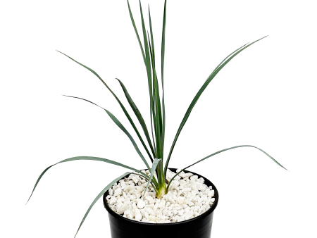 Yucca rostrata - Beaked Yucca Online Hot Sale