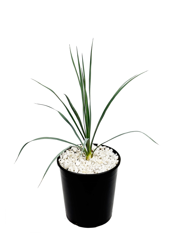 Yucca rostrata - Beaked Yucca Online Hot Sale