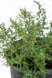 Rosmarinus officinalis - Upright Rosemary Online