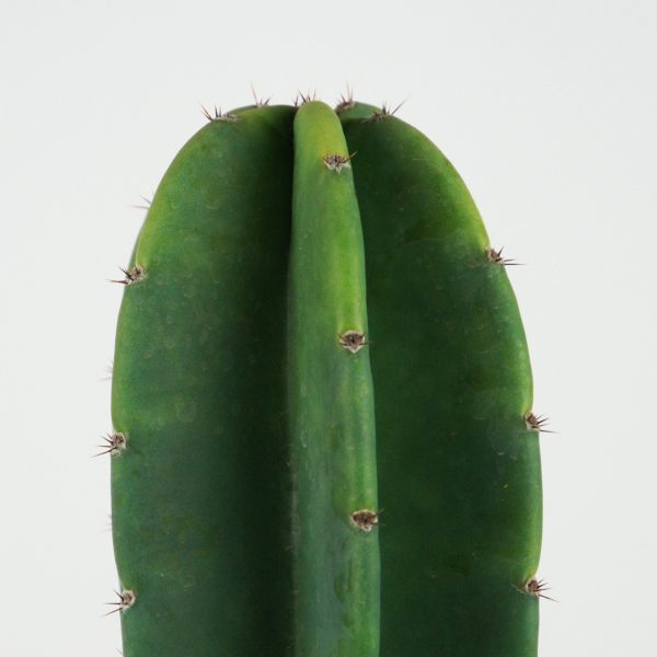 Cereus peruvianus - Peruvian Apple Cactus Discount