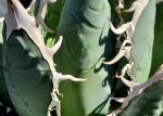 Agave hybrid  Oaxaca  Hot on Sale