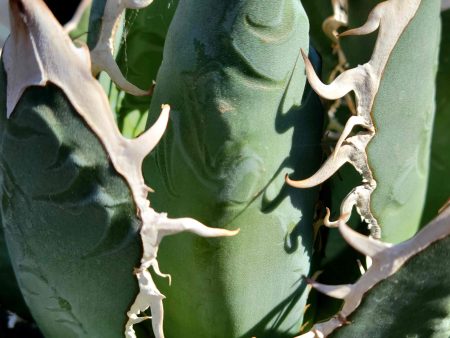 Agave hybrid  Oaxaca  Hot on Sale