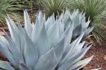 Agave parryi v. huachucensis Online Hot Sale