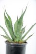 Agave salmiana  Green Giant  For Discount