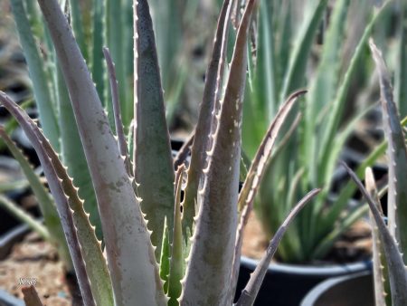 Aloe barbadensis - Medicinal Aloe, Aloe vera Supply