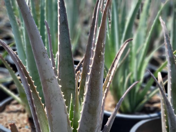 Aloe barbadensis - Medicinal Aloe, Aloe vera Supply