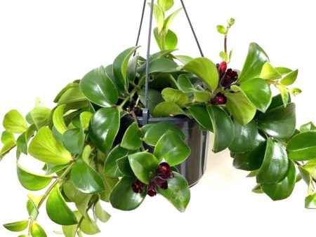 Aeschynanthus Radicans Mona Lisa | Lipstick Plant For Discount