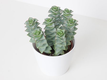 Crassula perforata  Giant Form  | String of Buttons Online now