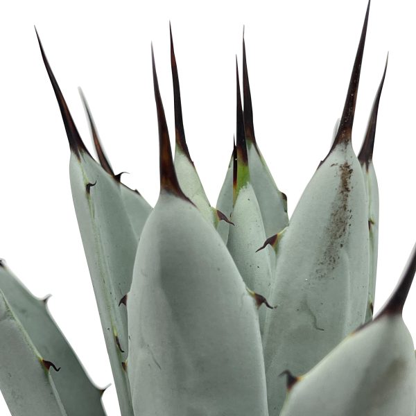 Agave macroacantha - Black spine agave Hot on Sale