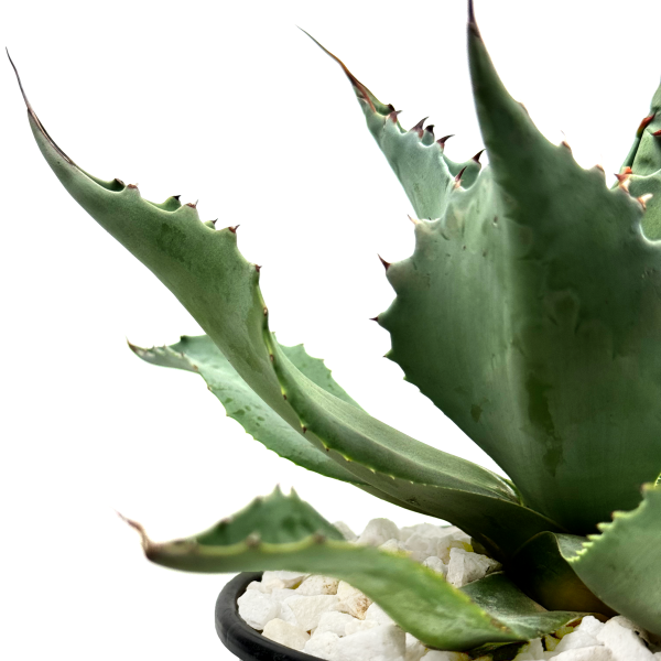 Agave ovatifolia - Whale s Tongue Agave For Discount