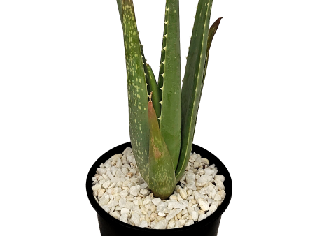 Aloe barbadensis - Aloe vera-orange Online now