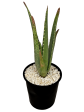 Aloe barbadensis - Aloe vera-orange Online now