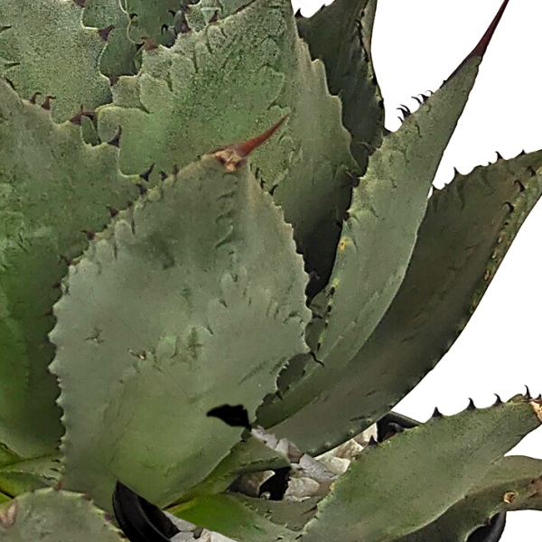 Agave potatorum - Butterfly Agave Online