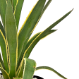 Agave angustifolia v. marginata - Narrow Leaf Agave Online Hot Sale