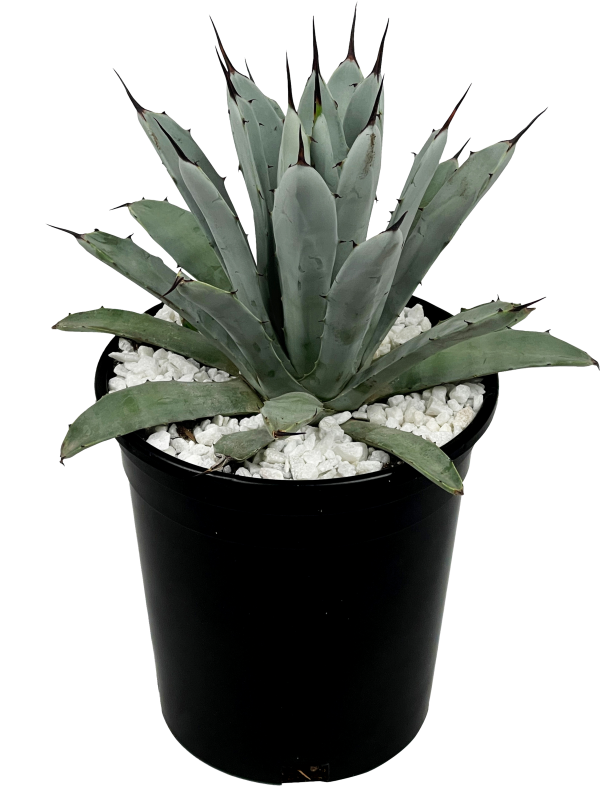 Agave macroacantha - Black spine agave Hot on Sale