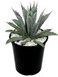 Agave macroacantha - Black spine agave Hot on Sale