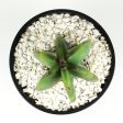 Cereus peruvianus - Peruvian Apple Cactus Discount