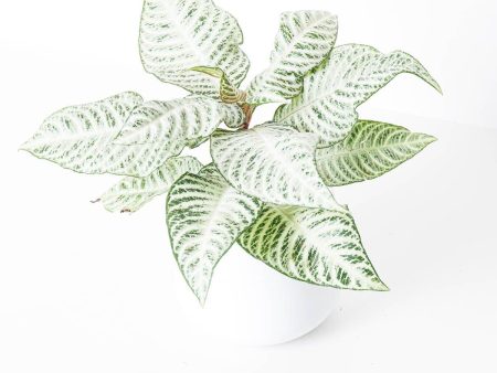 Aphelandra Squarrosa White Wash on Sale