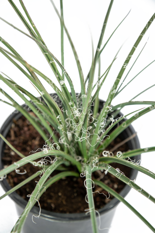 Hesperaloe parviflora  Yellow  - Yellow Yucca For Sale