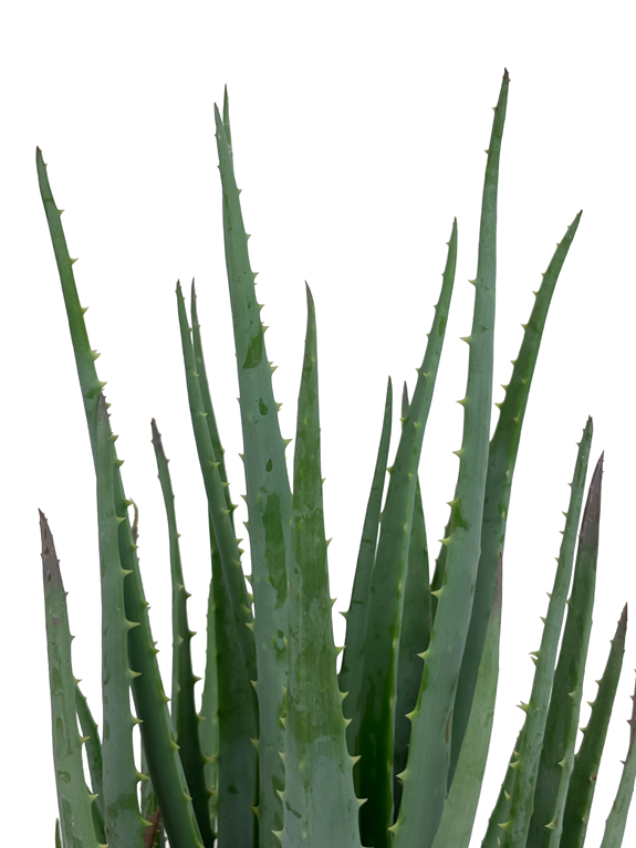 Aloe brevifolia  Blue Elf  For Discount