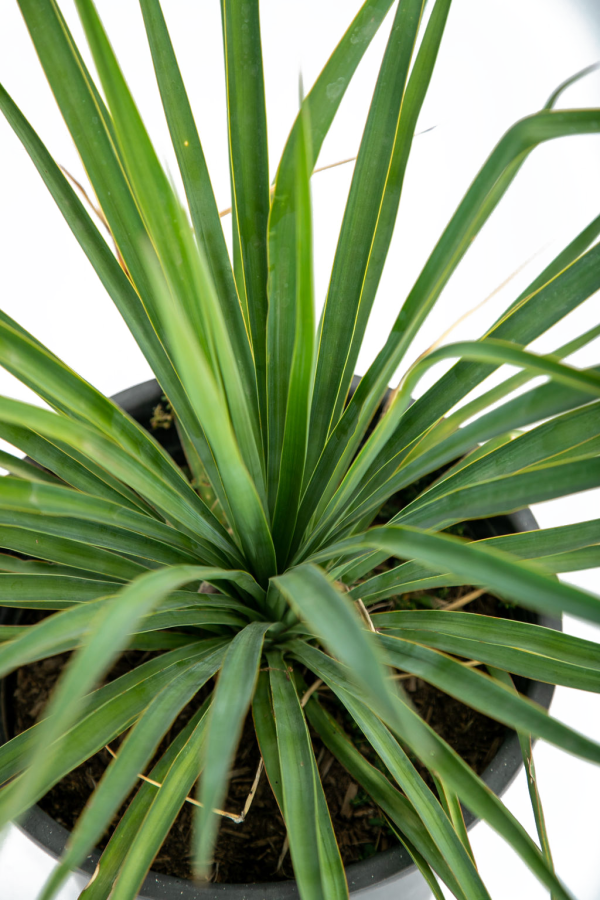 Yucca recurvifolia (pendula) Hot on Sale