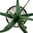 Aloe  Hercules  - Tree Aloe Cheap