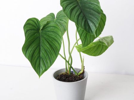 Philodendron peltatum Hot on Sale