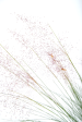 Muhlenbergia capillaris - Pink muhly grass For Cheap