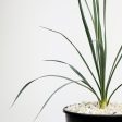 Yucca rostrata - Beaked Yucca Online Hot Sale