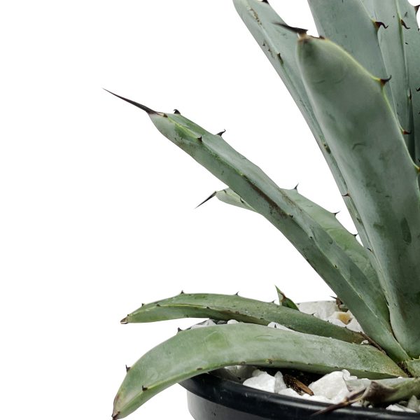 Agave macroacantha - Black spine agave Hot on Sale