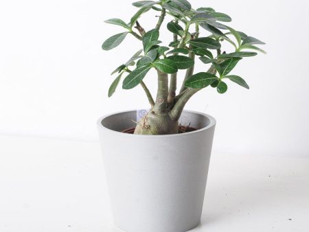 Adenium Obesum | Desert Rose Sale