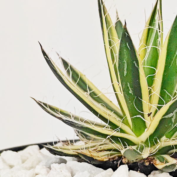 Agave schidigera  Royal Flush  Discount