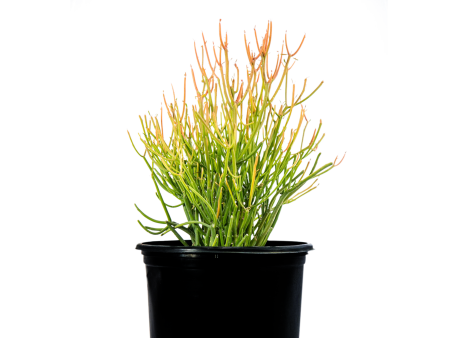 Euphorbia tirucalli  Firestick  - Sticks on Fire Online Hot Sale