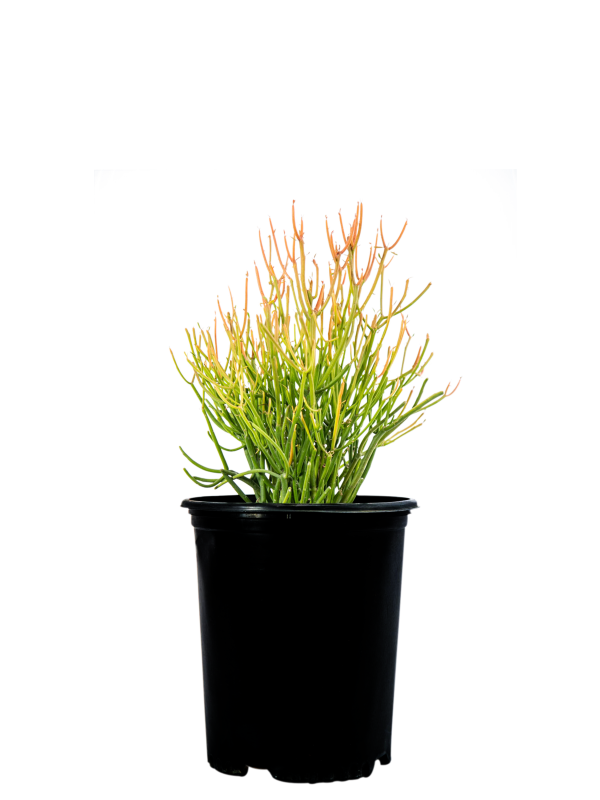 Euphorbia tirucalli  Firestick  - Sticks on Fire Online Hot Sale