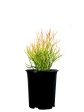 Euphorbia tirucalli  Firestick  - Sticks on Fire Online Hot Sale