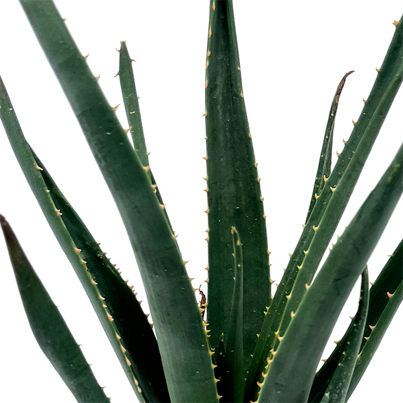 Aloe  Hercules  - Tree Aloe Cheap